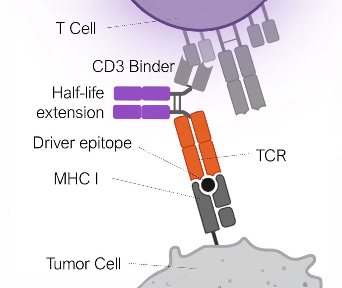 Bispecific T Cell Engagers